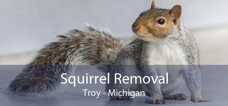 Squirrel Removal Troy - Michigan