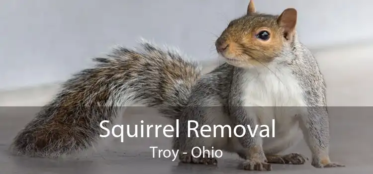 Squirrel Removal Troy - Ohio