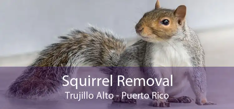 Squirrel Removal Trujillo Alto - Puerto Rico