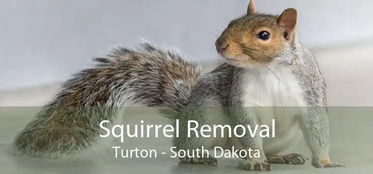 Squirrel Removal Turton - South Dakota
