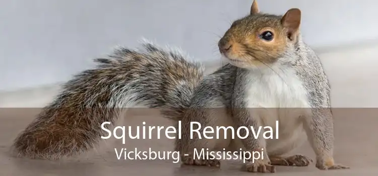 Squirrel Removal Vicksburg - Mississippi