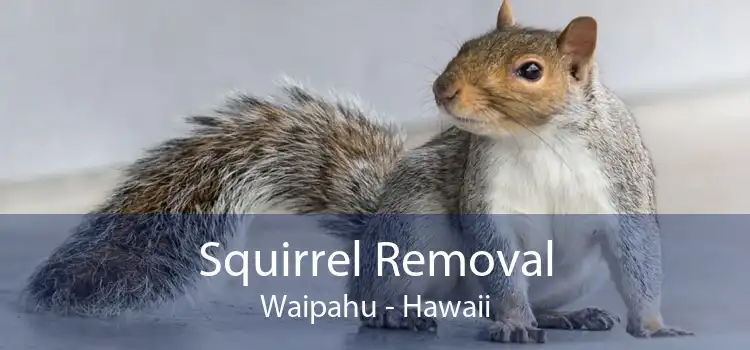 Squirrel Removal Waipahu - Hawaii