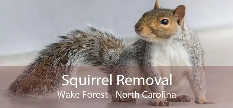 Squirrel Removal Wake Forest - North Carolina