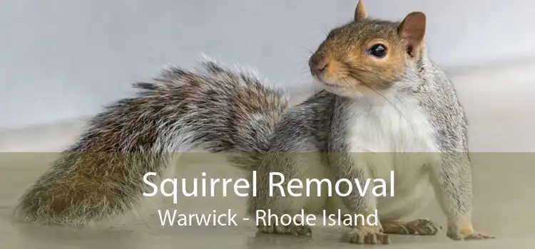 Squirrel Removal Warwick - Rhode Island