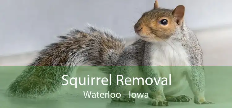 Squirrel Removal Waterloo - Iowa