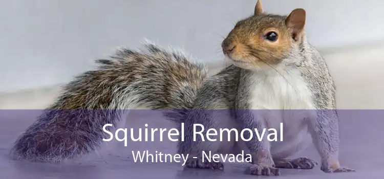 Squirrel Removal Whitney - Nevada