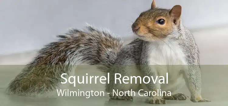 Squirrel Removal Wilmington - North Carolina