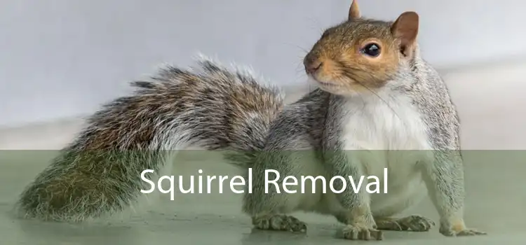 Squirrel Removal 