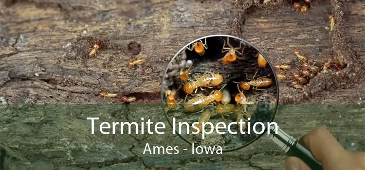 Termite Inspection Ames - Iowa
