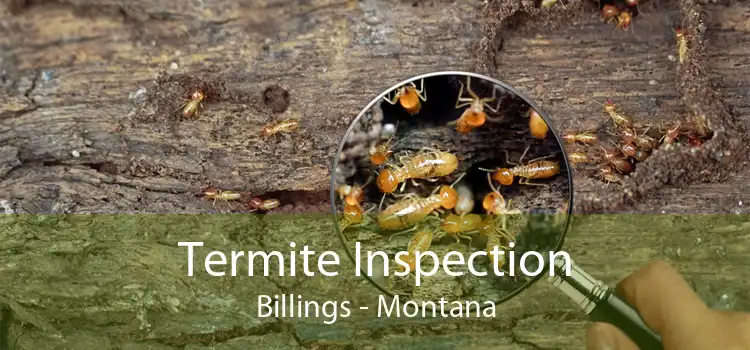 Termite Inspection Billings - Montana