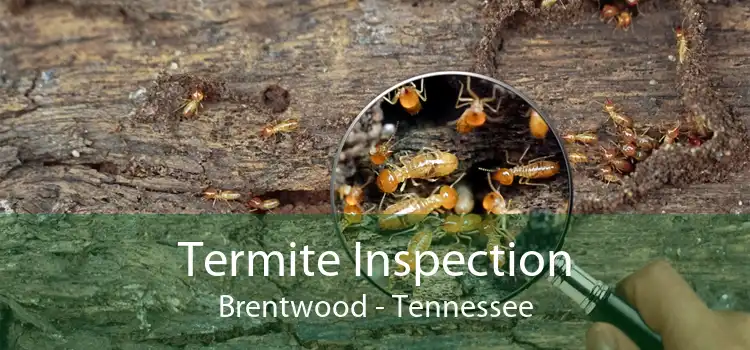 Termite Inspection Brentwood - Tennessee