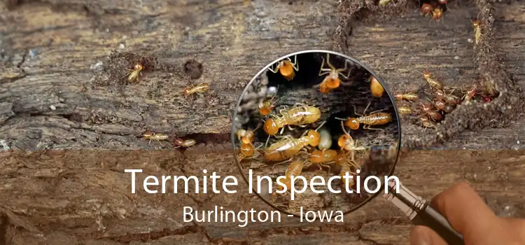 Termite Inspection Burlington - Iowa