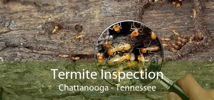 Termite Inspection Chattanooga - Tennessee
