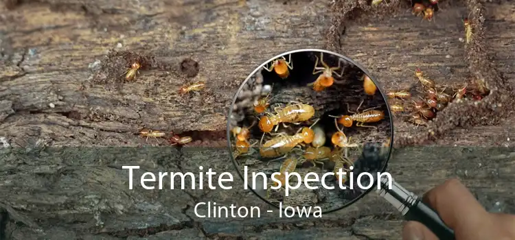 Termite Inspection Clinton - Iowa