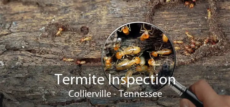 Termite Inspection Collierville - Tennessee