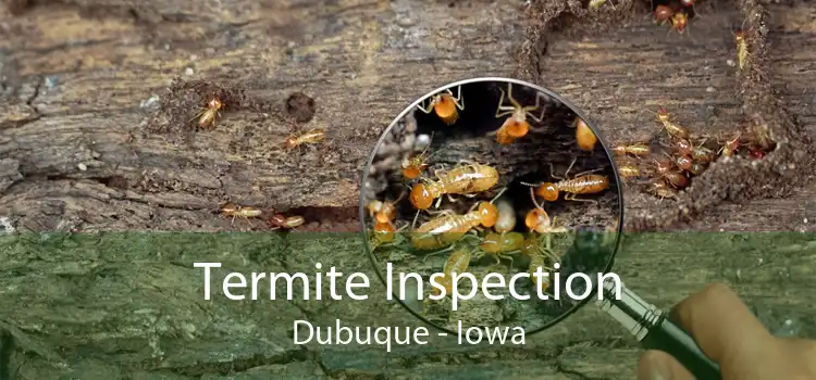 Termite Inspection Dubuque - Iowa