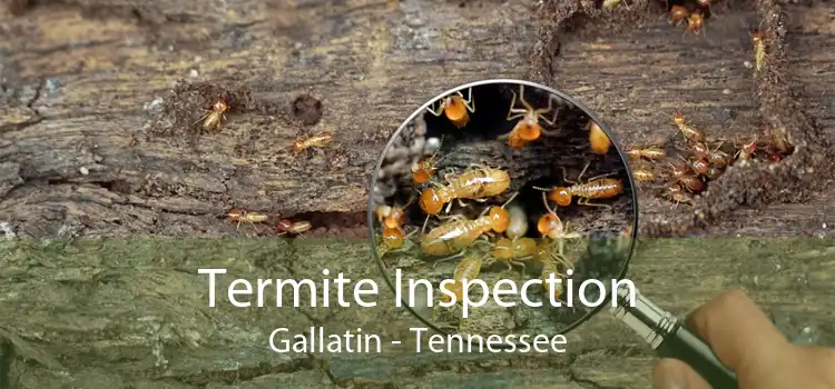 Termite Inspection Gallatin - Tennessee