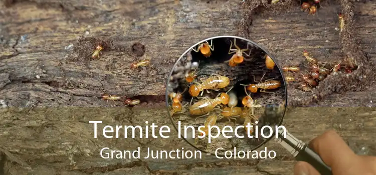Termite Inspection Grand Junction - Colorado