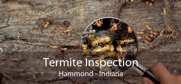Termite Inspection Hammond - Indiana