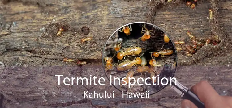 Termite Inspection Kahului - Hawaii