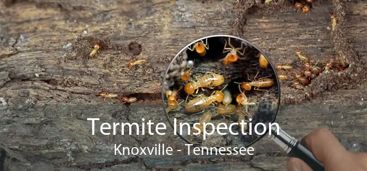 Termite Inspection Knoxville - Tennessee