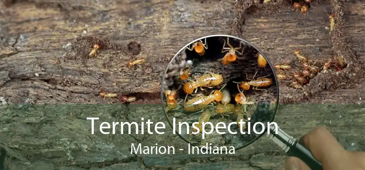 Termite Inspection Marion - Indiana