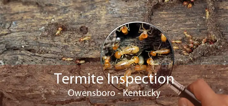 Termite Inspection Owensboro - Kentucky