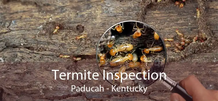 Termite Inspection Paducah - Kentucky