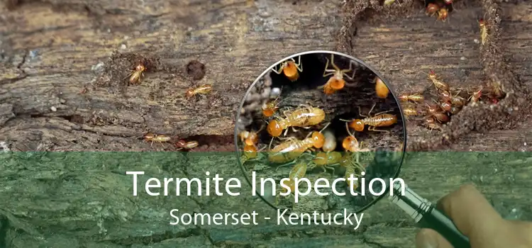 Termite Inspection Somerset - Kentucky
