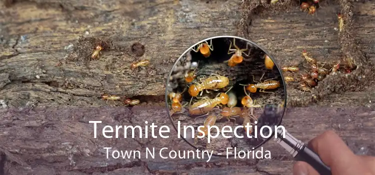 Termite Inspection Town N Country - Florida