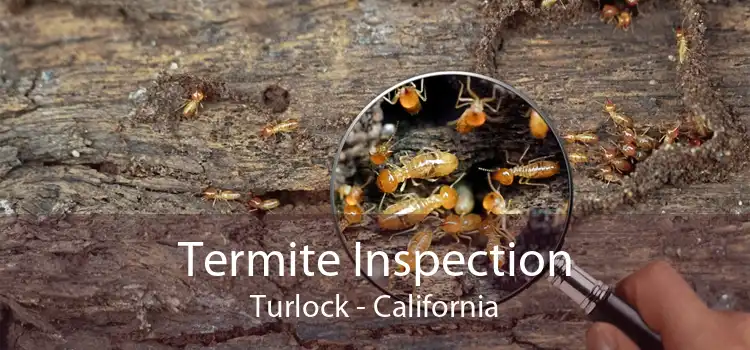Termite Inspection Turlock - California