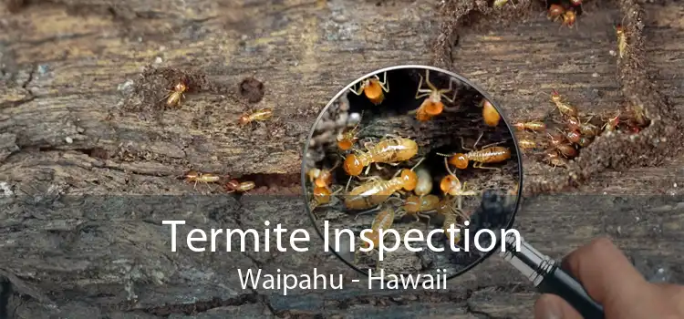 Termite Inspection Waipahu - Hawaii