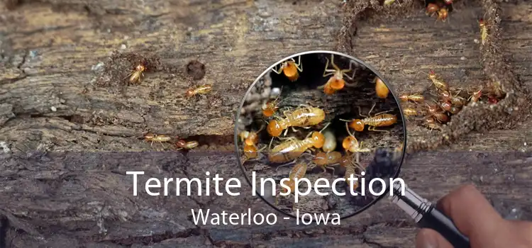 Termite Inspection Waterloo - Iowa