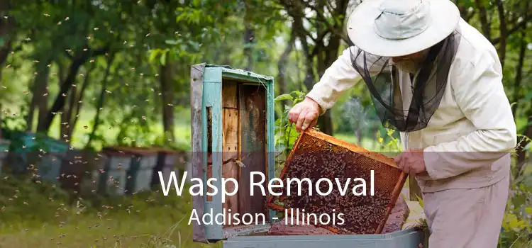 Wasp Removal Addison - Illinois