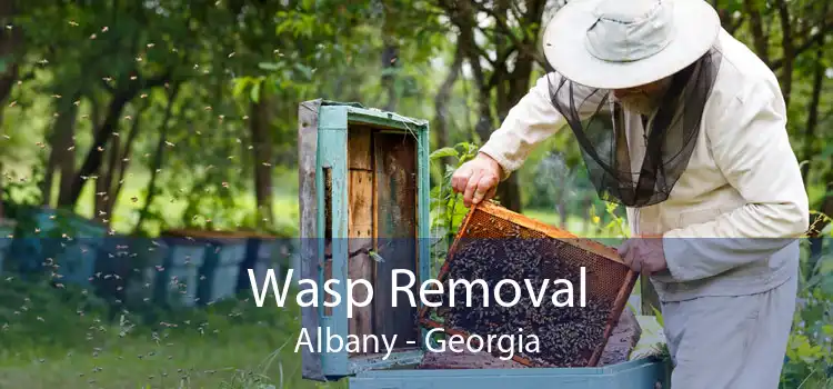 Wasp Removal Albany - Georgia