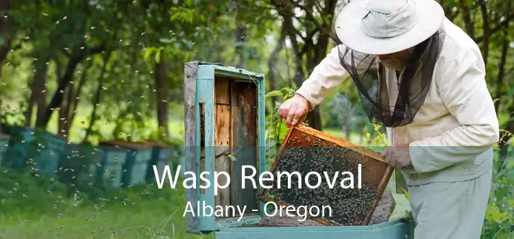 Wasp Removal Albany - Oregon