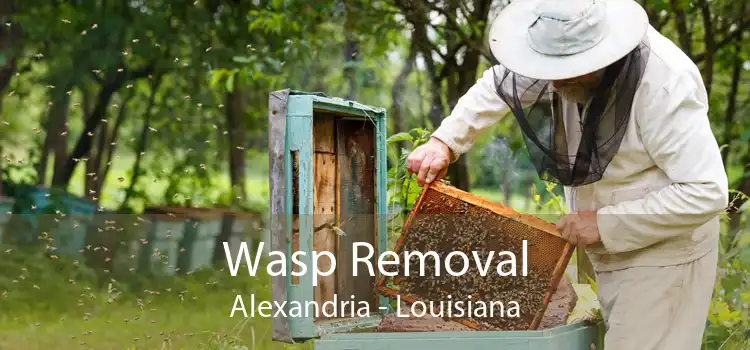 Wasp Removal Alexandria - Louisiana