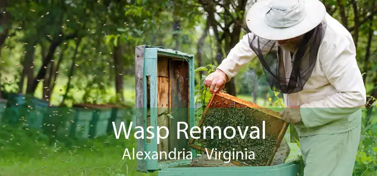 Wasp Removal Alexandria - Virginia