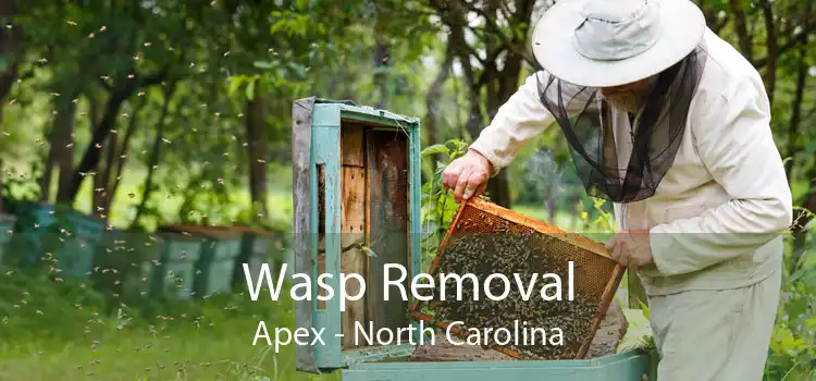 Wasp Removal Apex - North Carolina