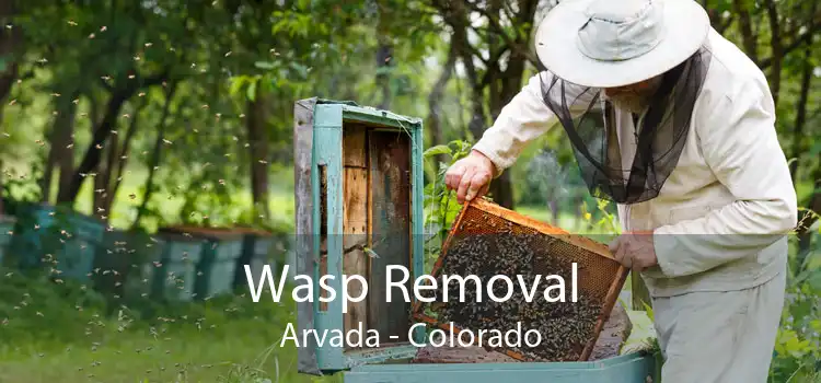 Wasp Removal Arvada - Colorado