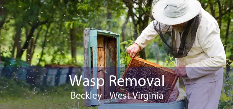 Wasp Removal Beckley - West Virginia