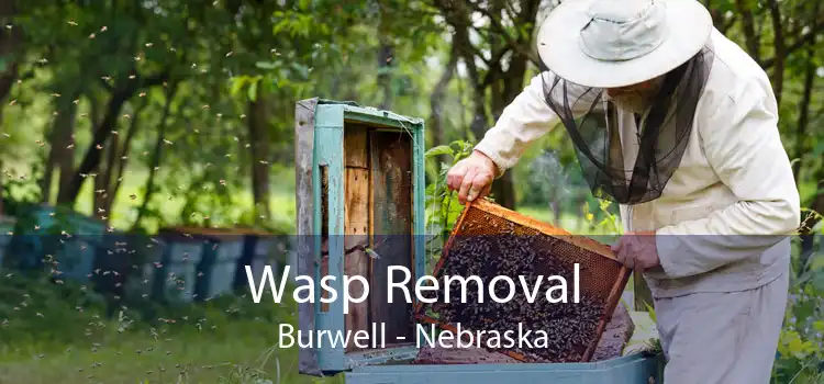 Wasp Removal Burwell - Nebraska