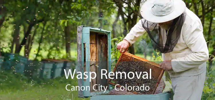 Wasp Removal Canon City - Colorado