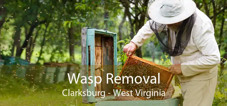 Wasp Removal Clarksburg - West Virginia