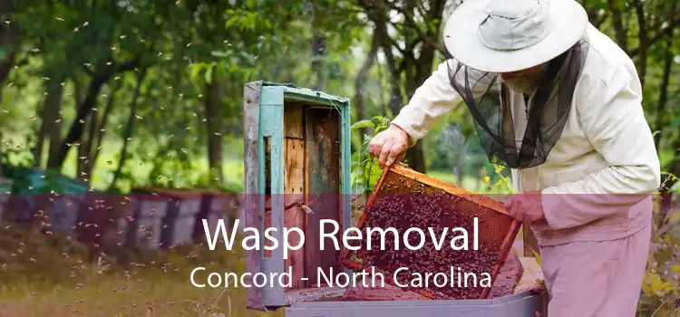 Wasp Removal Concord - North Carolina
