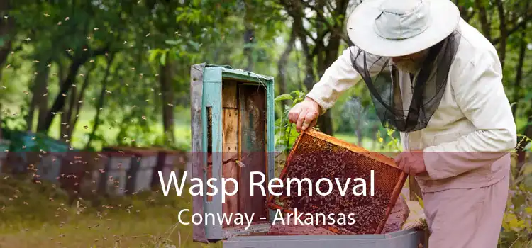 Wasp Removal Conway - Arkansas