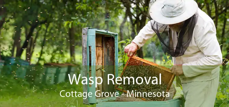 Wasp Removal Cottage Grove - Minnesota