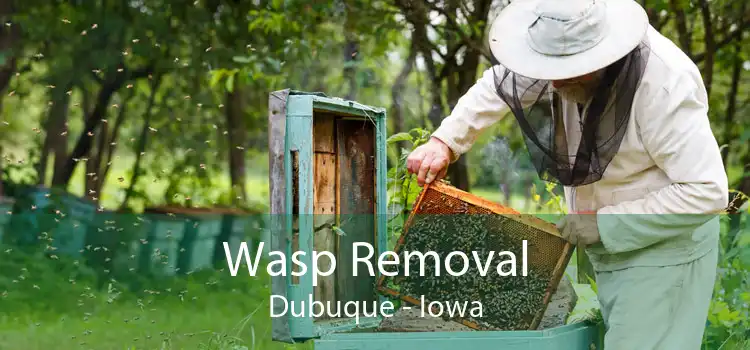 Wasp Removal Dubuque - Iowa