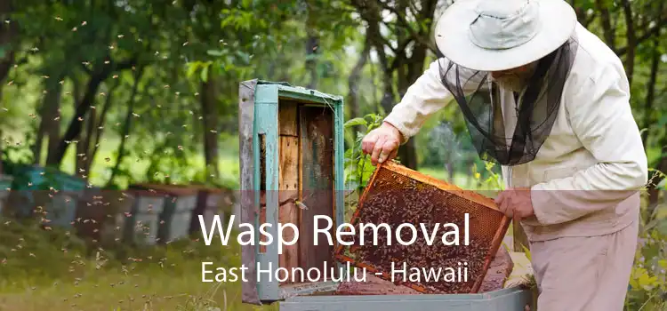 Wasp Removal East Honolulu - Hawaii