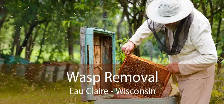 Wasp Removal Eau Claire - Wisconsin